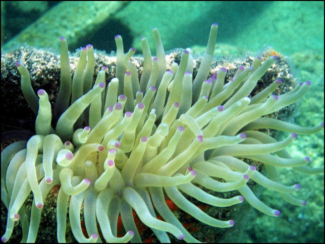 Anemone underwater in Bahamas